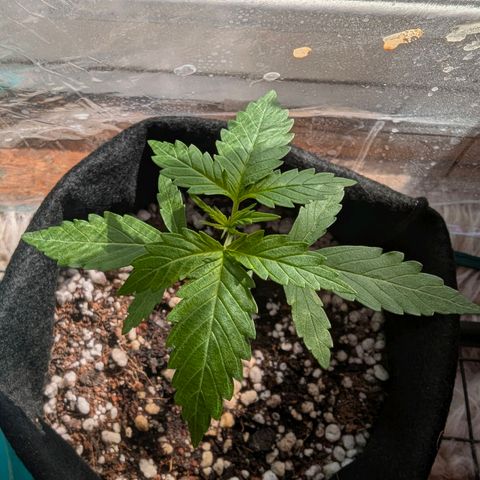 Quick One growlog timeline photo