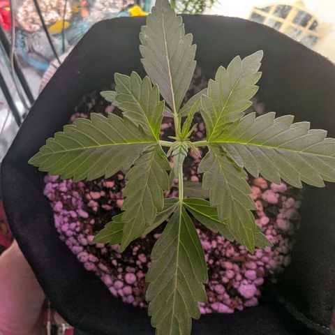 Quick One growlog timeline photo