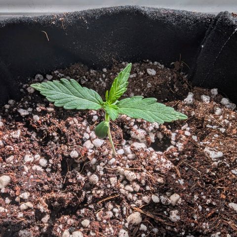 Sherbet Queen Automatic growlog timeline photo