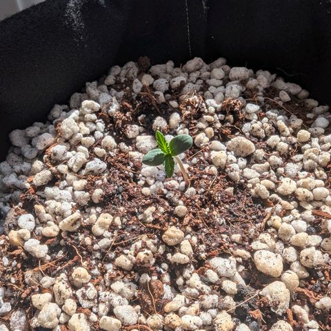 Special Queen #1 growlog timeline photo