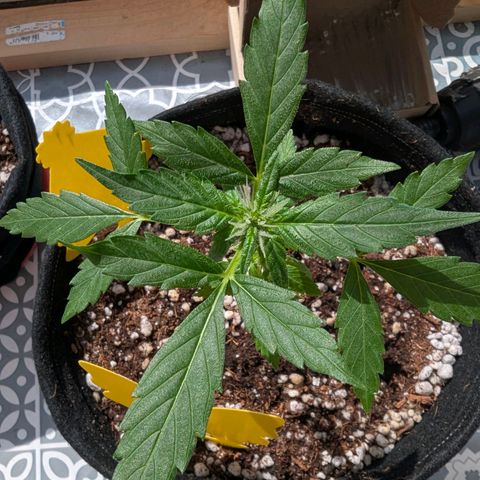 Auto Gorilla Blue growlog timeline photo