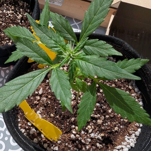 Auto Gorilla Blue growlog timeline photo
