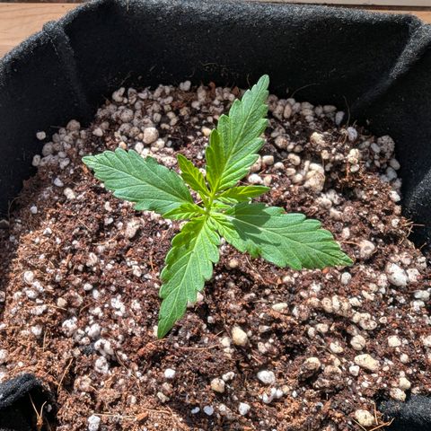 Sherbet Queen Automatic growlog timeline photo