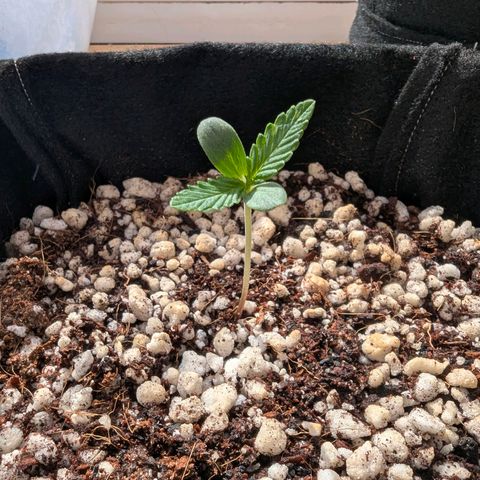 Special Queen #1 growlog timeline photo