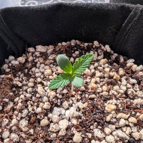 Special Queen #1 growlog timeline photo