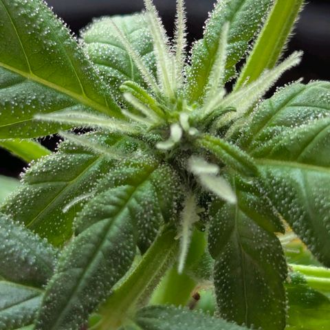 Auto Gorilla Blue growlog timeline photo