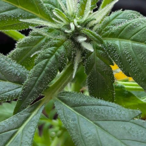Auto Gorilla Blue growlog timeline photo