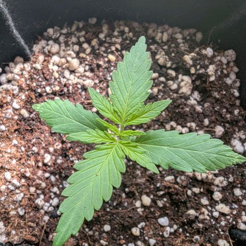 Sherbet Queen Automatic growlog timeline photo