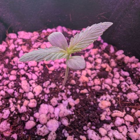 Special Queen #1 growlog timeline photo