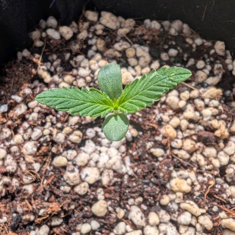 Special Queen #1 growlog timeline photo