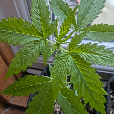 Quick One growlog timeline photo
