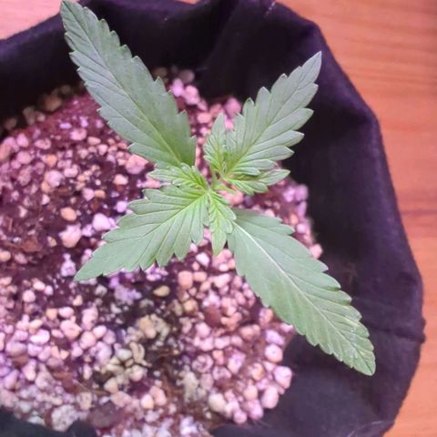 Special Queen #1 growlog timeline photo