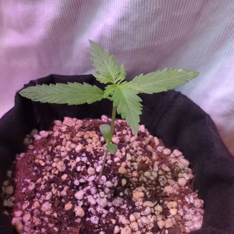 Special Queen #1 growlog timeline photo