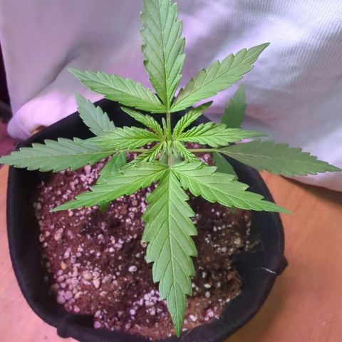 Sherbet Queen Automatic growlog timeline photo