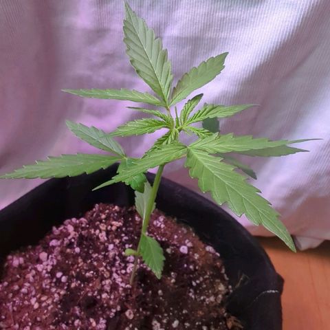 Sherbet Queen Automatic growlog timeline photo