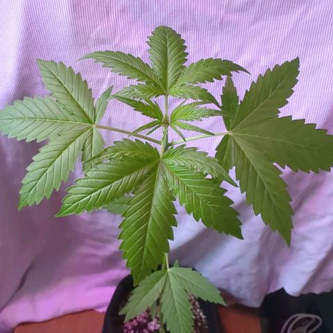 Quick One growlog timeline photo