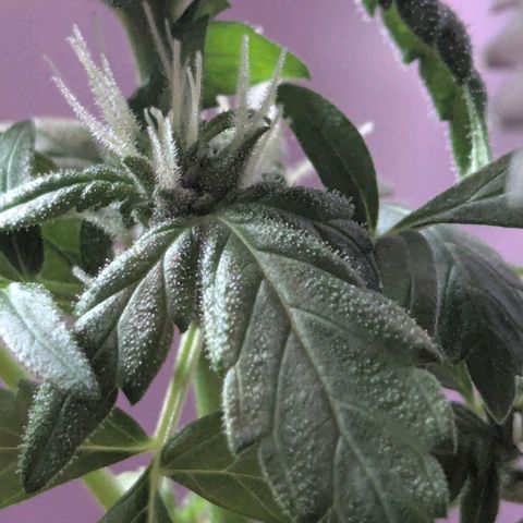 Auto Gorilla Blue growlog timeline photo