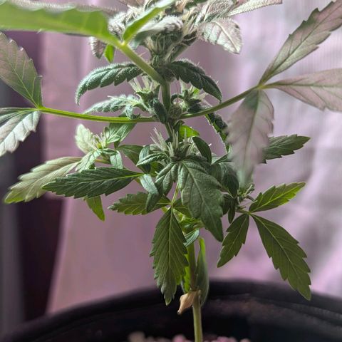 Auto Gorilla Blue growlog timeline photo