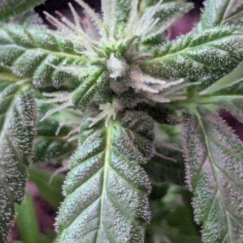 Auto Gorilla Blue growlog timeline photo