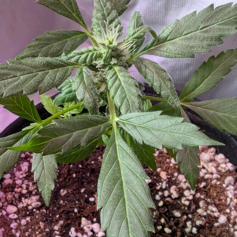 Auto Gorilla Blue growlog timeline photo