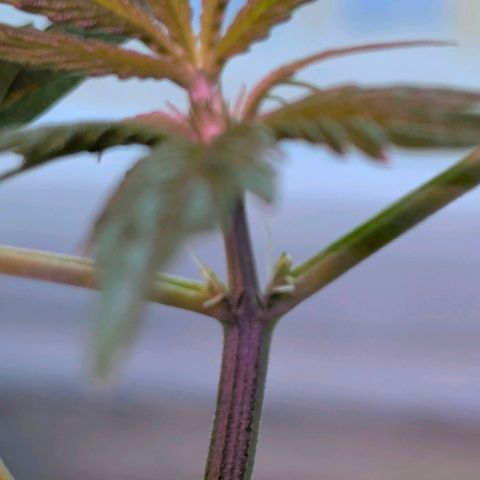 Quick One growlog timeline photo