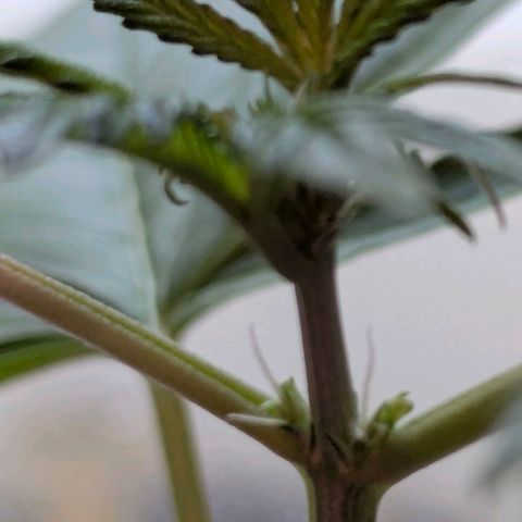 Quick One growlog timeline photo