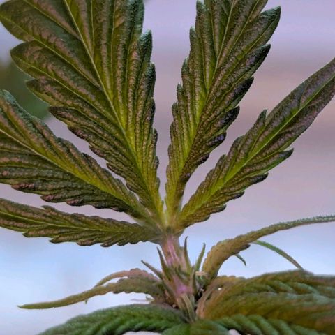 Quick One growlog timeline photo