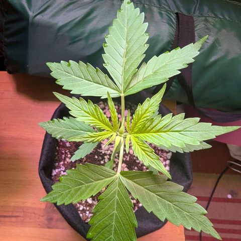 Sherbet Queen Automatic growlog timeline photo