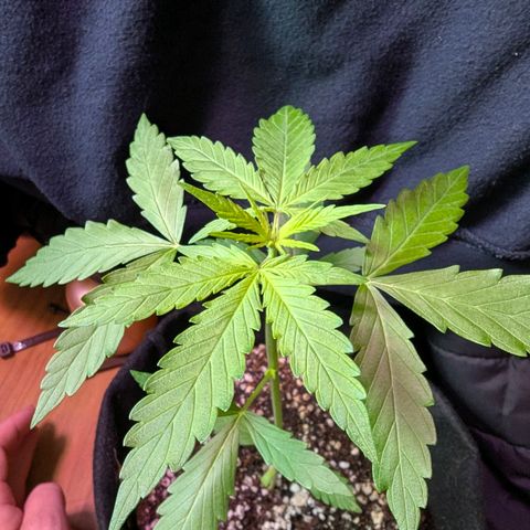 Sherbet Queen Automatic growlog timeline photo