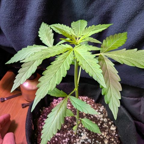 Sherbet Queen Automatic growlog timeline photo