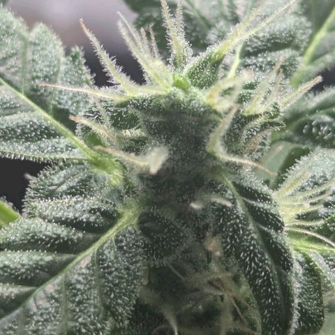 Auto Gorilla Blue growlog timeline photo