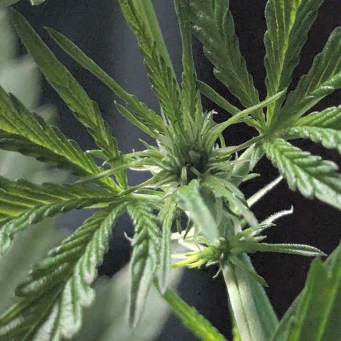 Quick One growlog timeline photo