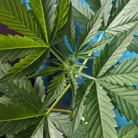 Quick One growlog timeline photo