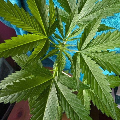 Quick One growlog timeline photo