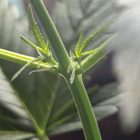 Quick One growlog timeline photo