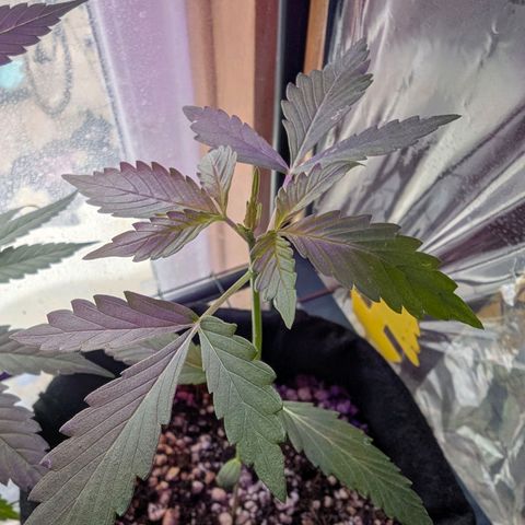 Special Queen #1 growlog timeline photo
