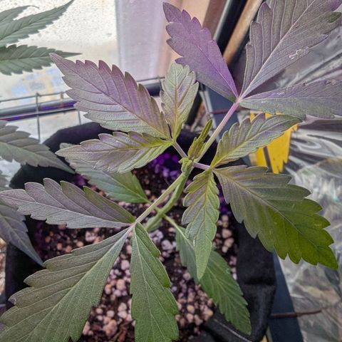 Special Queen #1 growlog timeline photo
