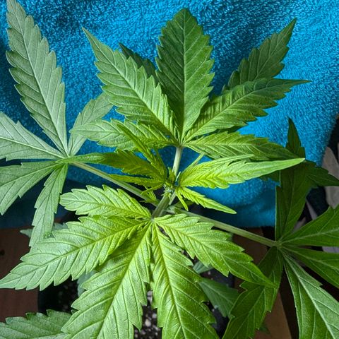 Sherbet Queen Automatic growlog timeline photo