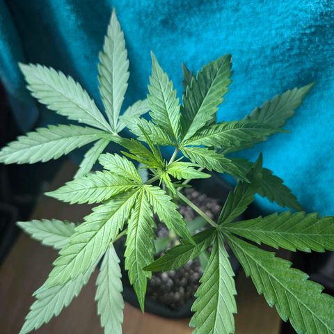 Sherbet Queen Automatic growlog timeline photo