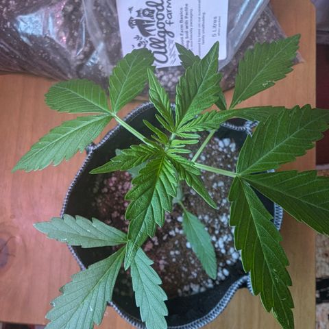 Special Queen #1 growlog timeline photo