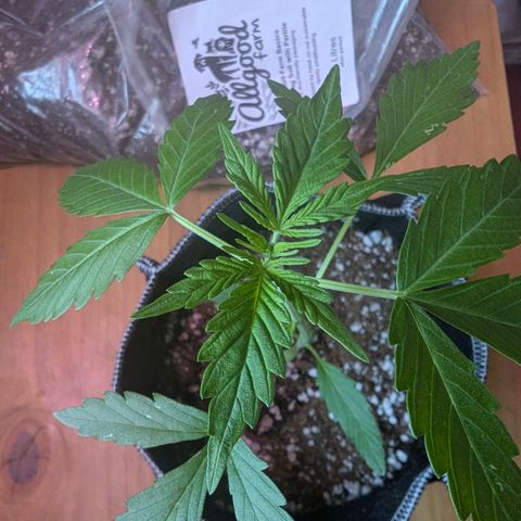Special Queen #1 growlog timeline photo