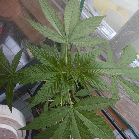 Sherbet Queen Automatic growlog timeline photo