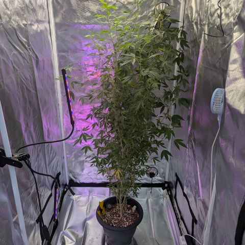 White Widow growlog timeline photo