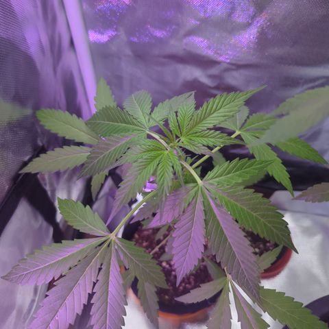Sherbet Queen Automatic growlog timeline photo