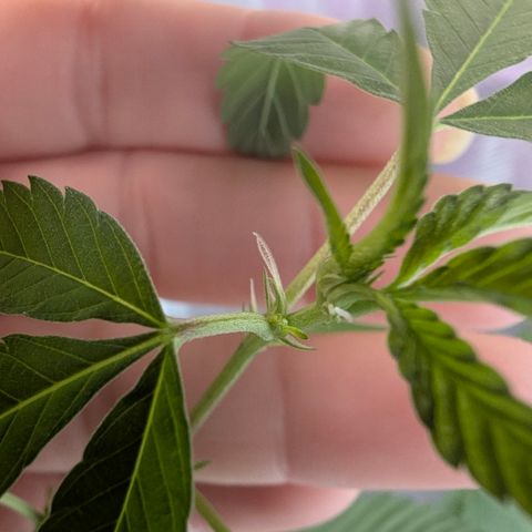 White Widow growlog timeline photo