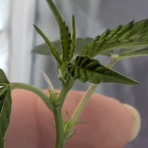 White Widow growlog timeline photo