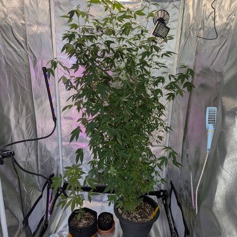 White Widow growlog timeline photo