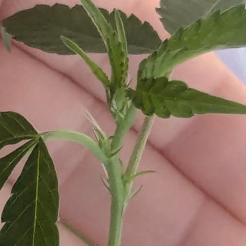 White Widow growlog timeline photo