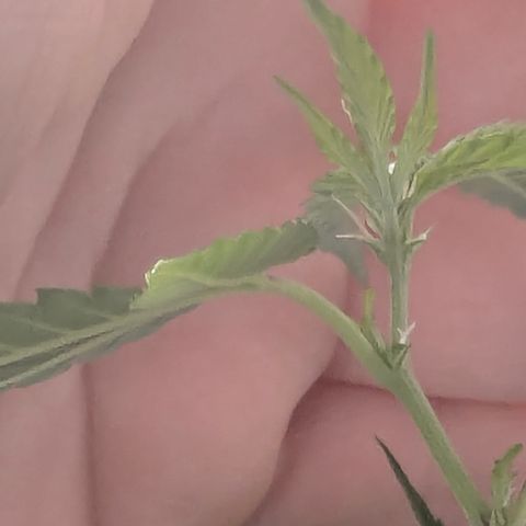 White Widow growlog timeline photo