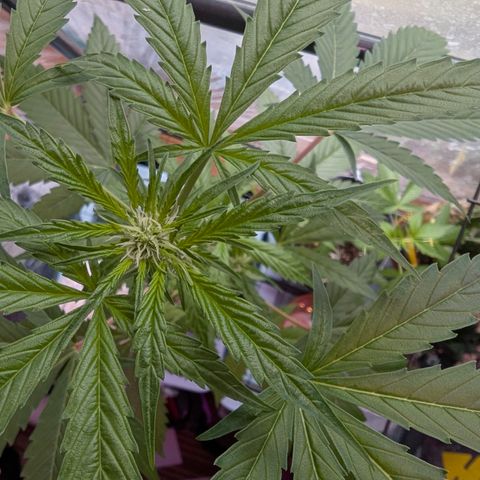 Quick One growlog timeline photo